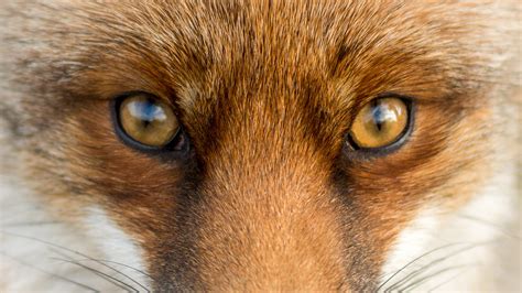 Fox eyes. Things To Know About Fox eyes. 